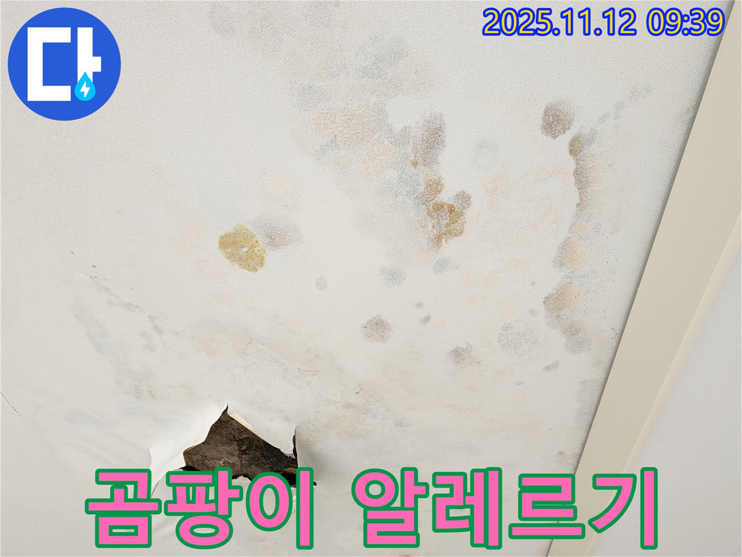 곰팡이 천장 - 알레르기 유발 - 건강 위협
