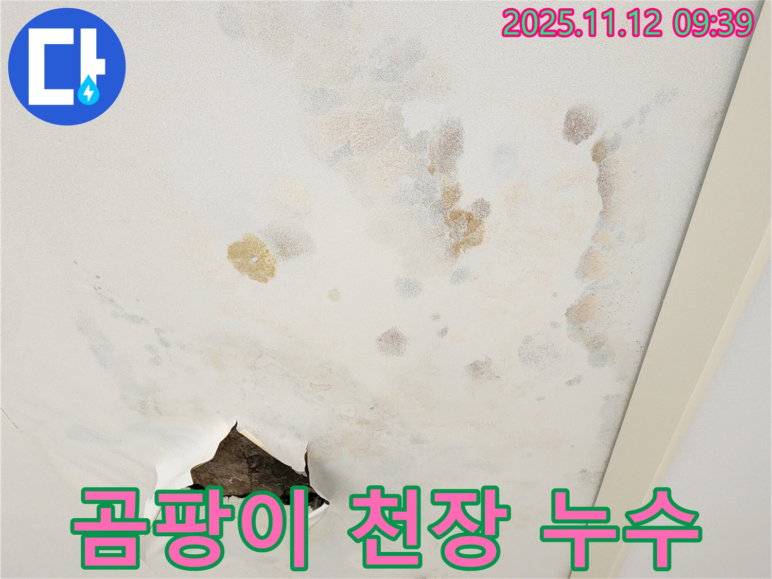 곰팡이 핀 천장 - 건강 위협 - 누수 해결 시급