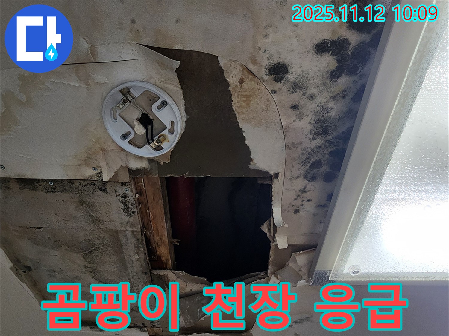 곰팡이 핀 천장 - 응급 처치가 필요한 심각한 상황