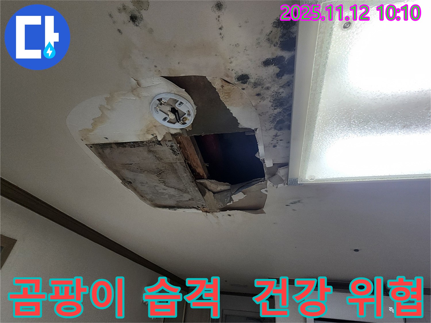 무봉리 주택 천장 - 곰팡이 습격, 건강 적신호!