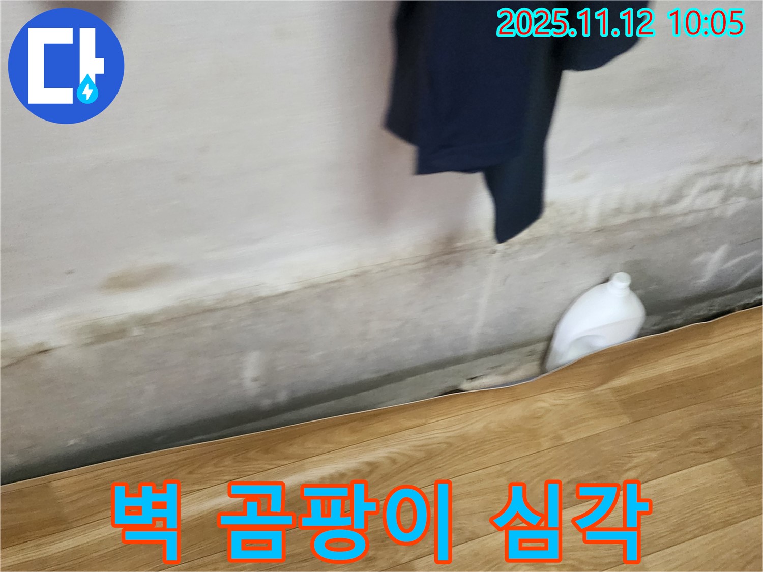 벽 곰팡이 - 심각 상태 - 곰팡이 제거