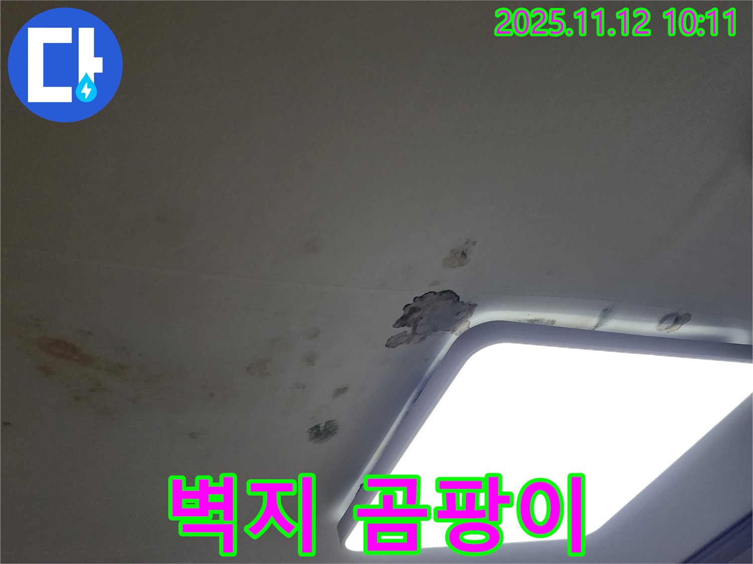 벽지 곰팡이 - 건강 위협