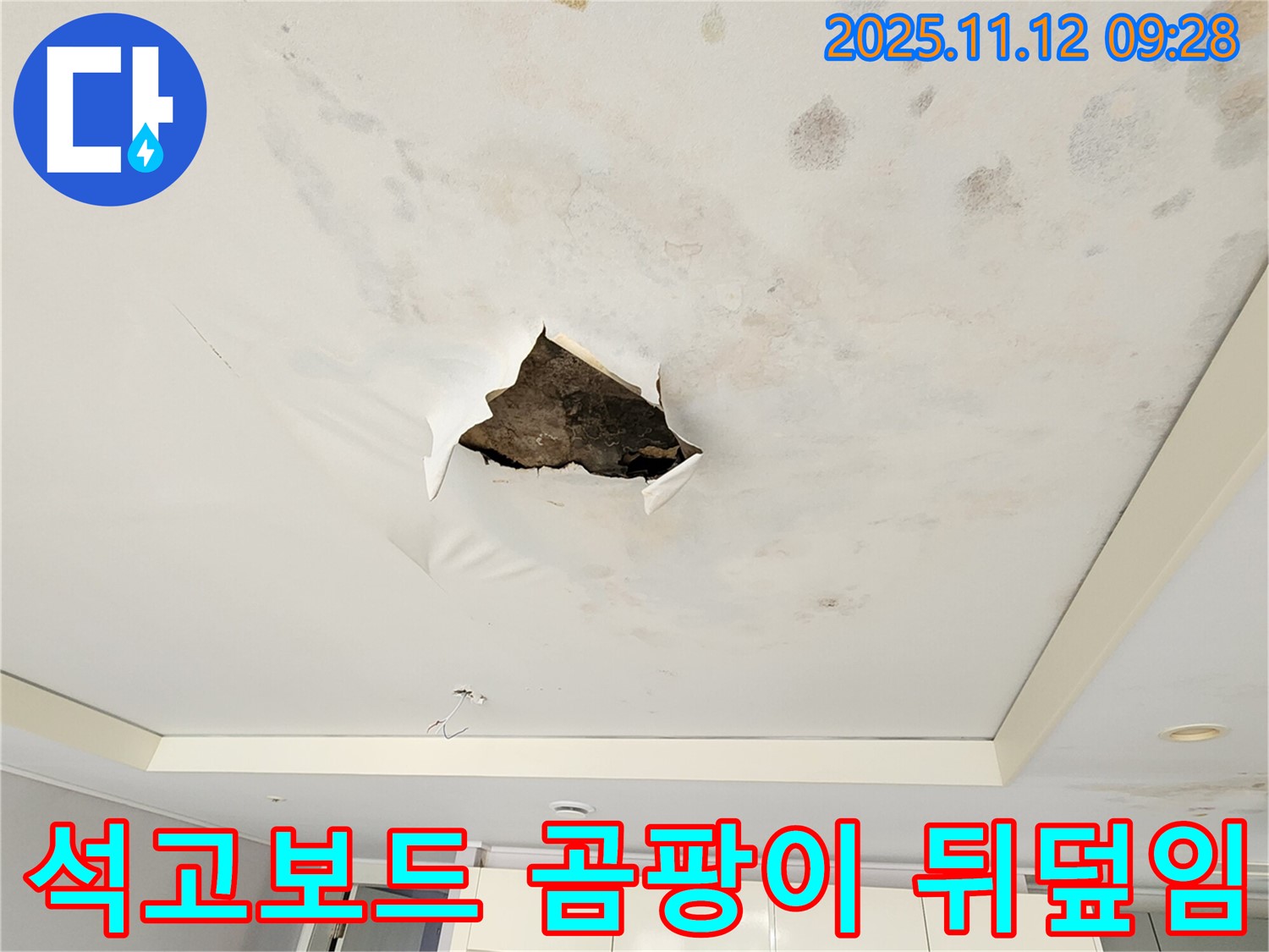 석고보드 곰팡이 뒤덮임 - 석고보드 전체가 곰팡이로 뒤덮여 있는 끔찍한 모습입니다.