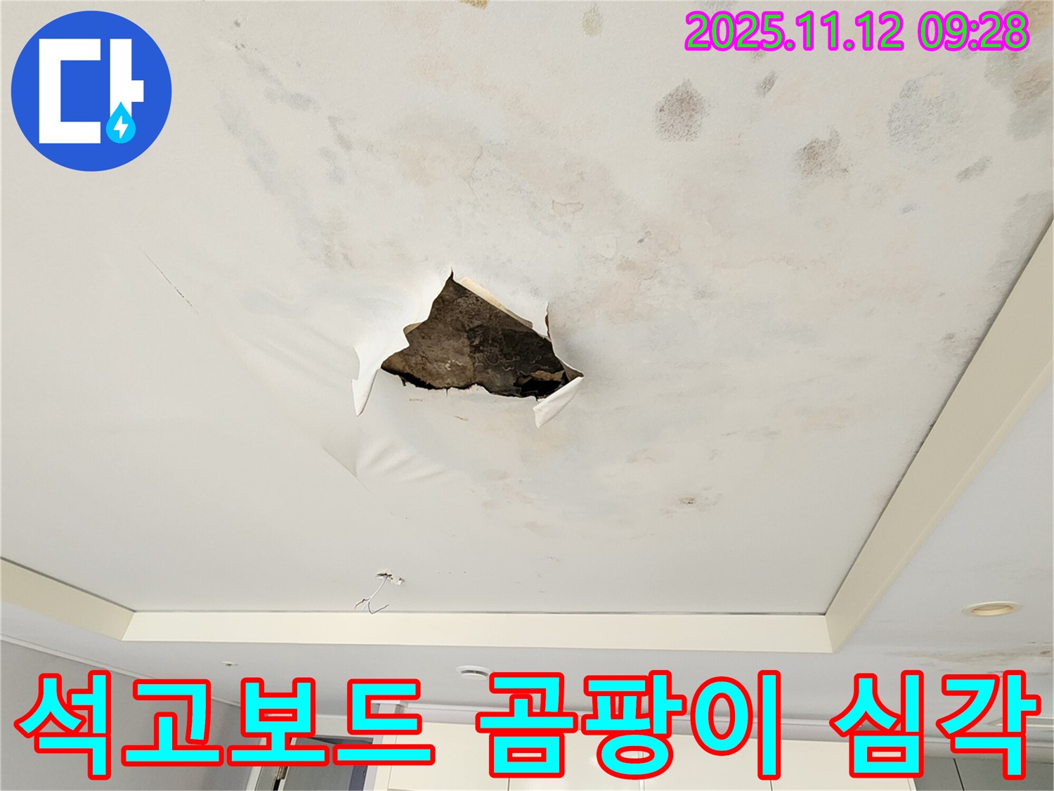 석고보드 곰팡이 심각 - 석고보드 표면에 곰팡이가 너무 심하게 번식하여 끔찍한 모습입니다.