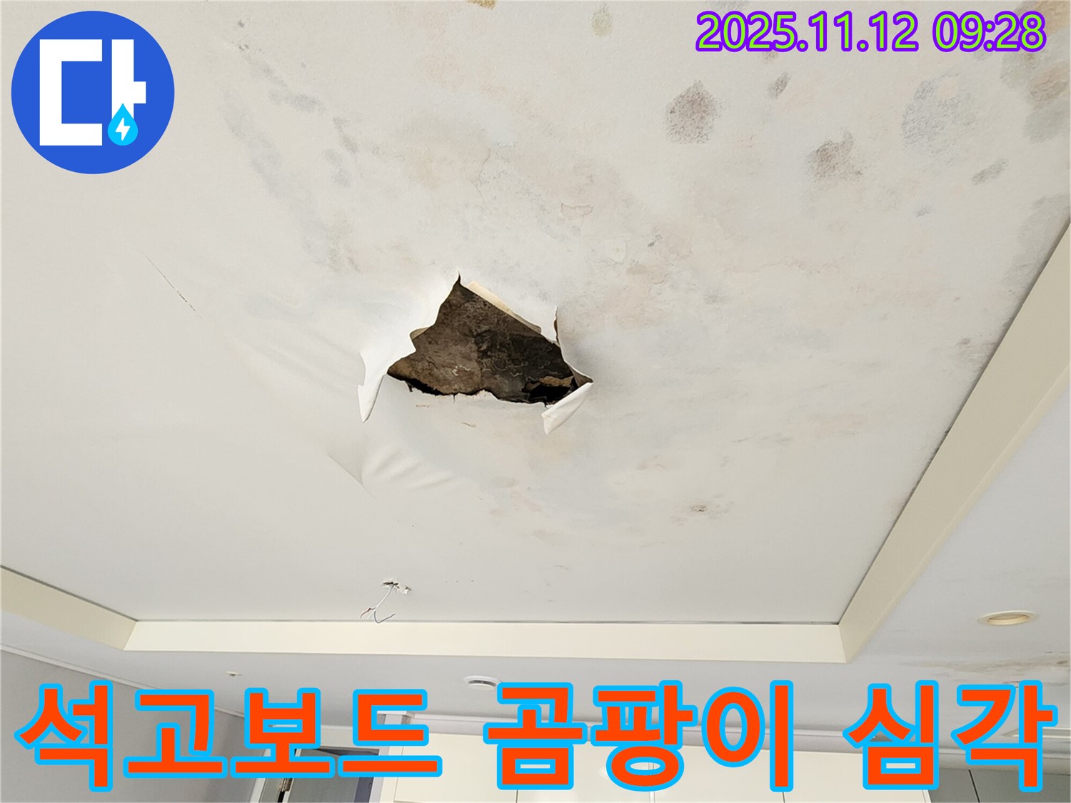 석고보드 곰팡이 심각 - 석고보드 표면에 곰팡이가 너무 심하게 번식하여 끔찍한 모습입니다.
