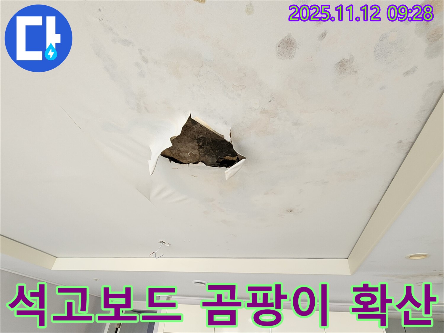 석고보드 곰팡이 확산 - 석고보드 전체에 곰팡이가 심하게 번식한 모습입니다.