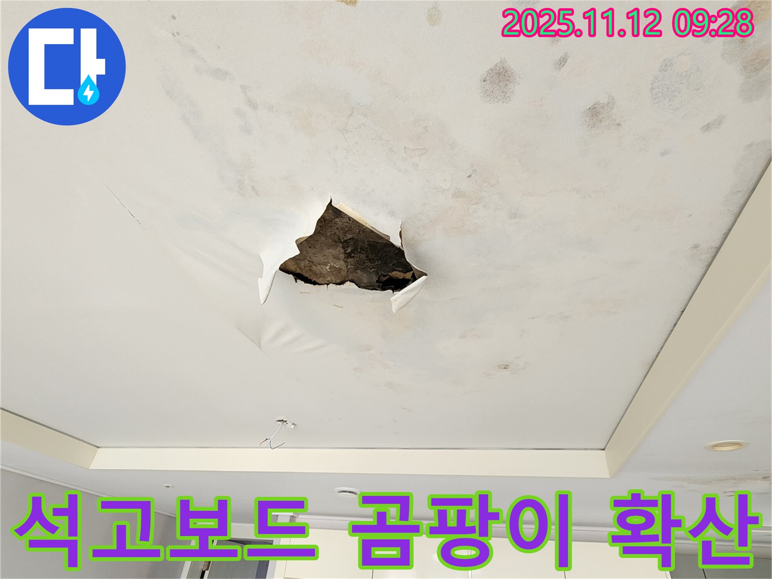 석고보드 곰팡이 확산 - 석고보드 전체에 곰팡이가 심하게 번식한 모습입니다.