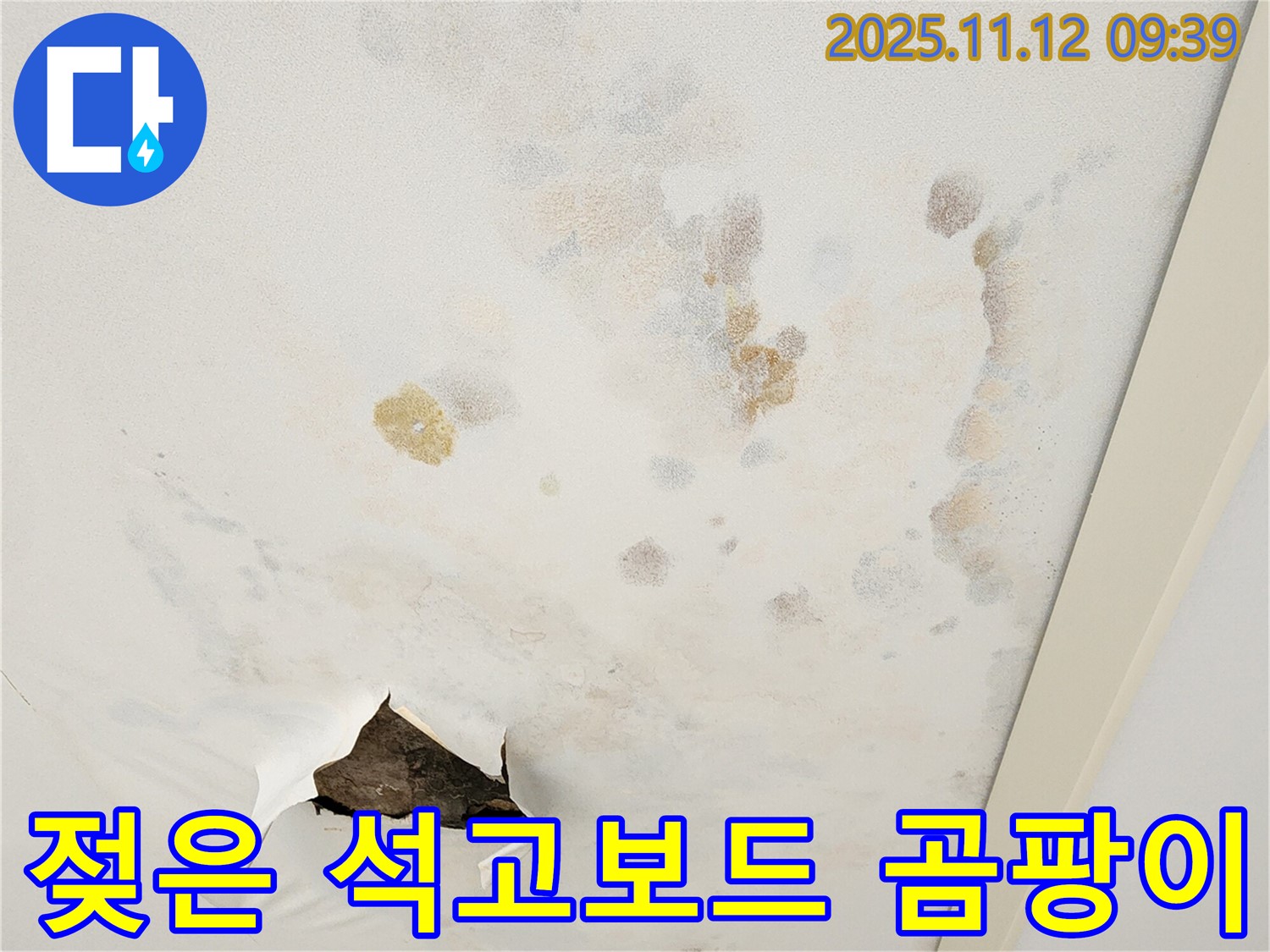 젖은 석고보드 - 곰팡이 서식 - 악취 발생
