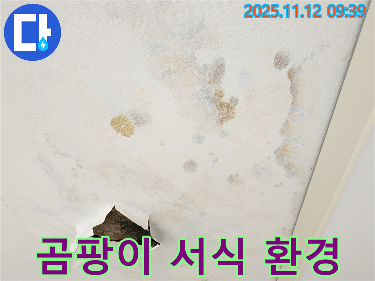 젖은 천장 - 곰팡이 서식 - 건강 위협