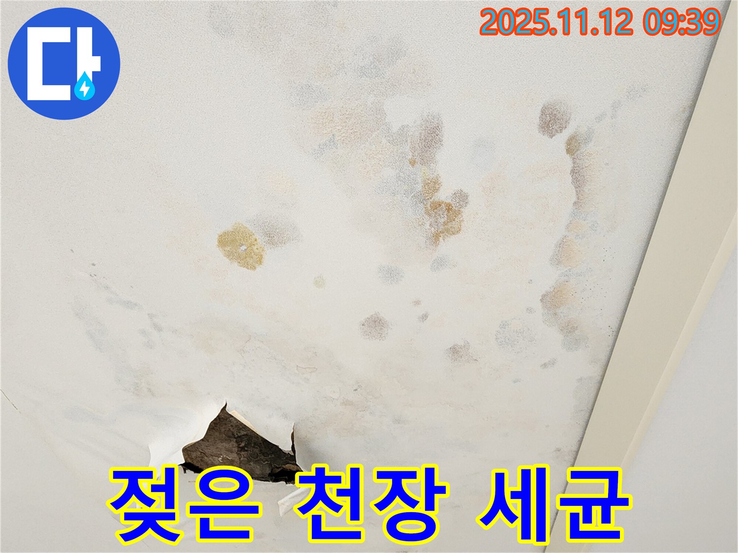 젖은 천장 - 세균 번식 - 악취 발생