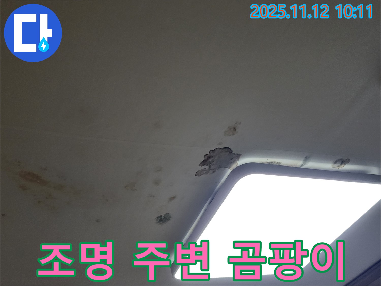조명 주변 - 곰팡이