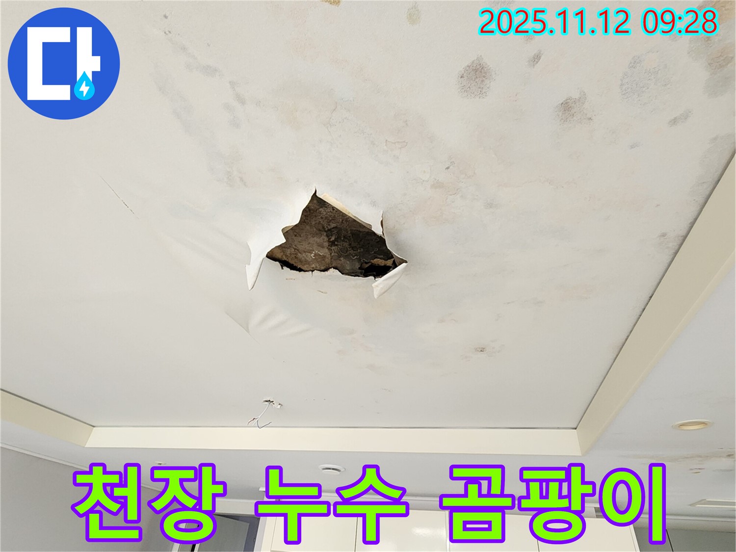 천장 누수 곰팡이 - 텍스 천장에 누수로 인해 곰팡이가 심하게 번식한 모습을 클로즈업하여 보여주는 사진입니다.