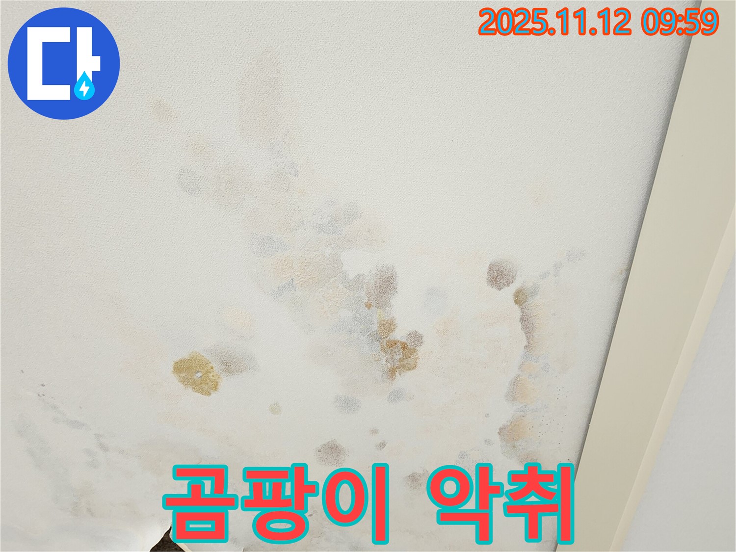 포천 소흘읍 무봉리 누수 현장 - 곰팡이와 악취가 심한 천장