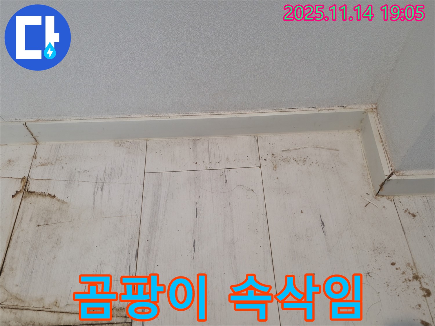 관악구 누수 - 젖은 장판, 곰팡이의 검은 속삭임!
