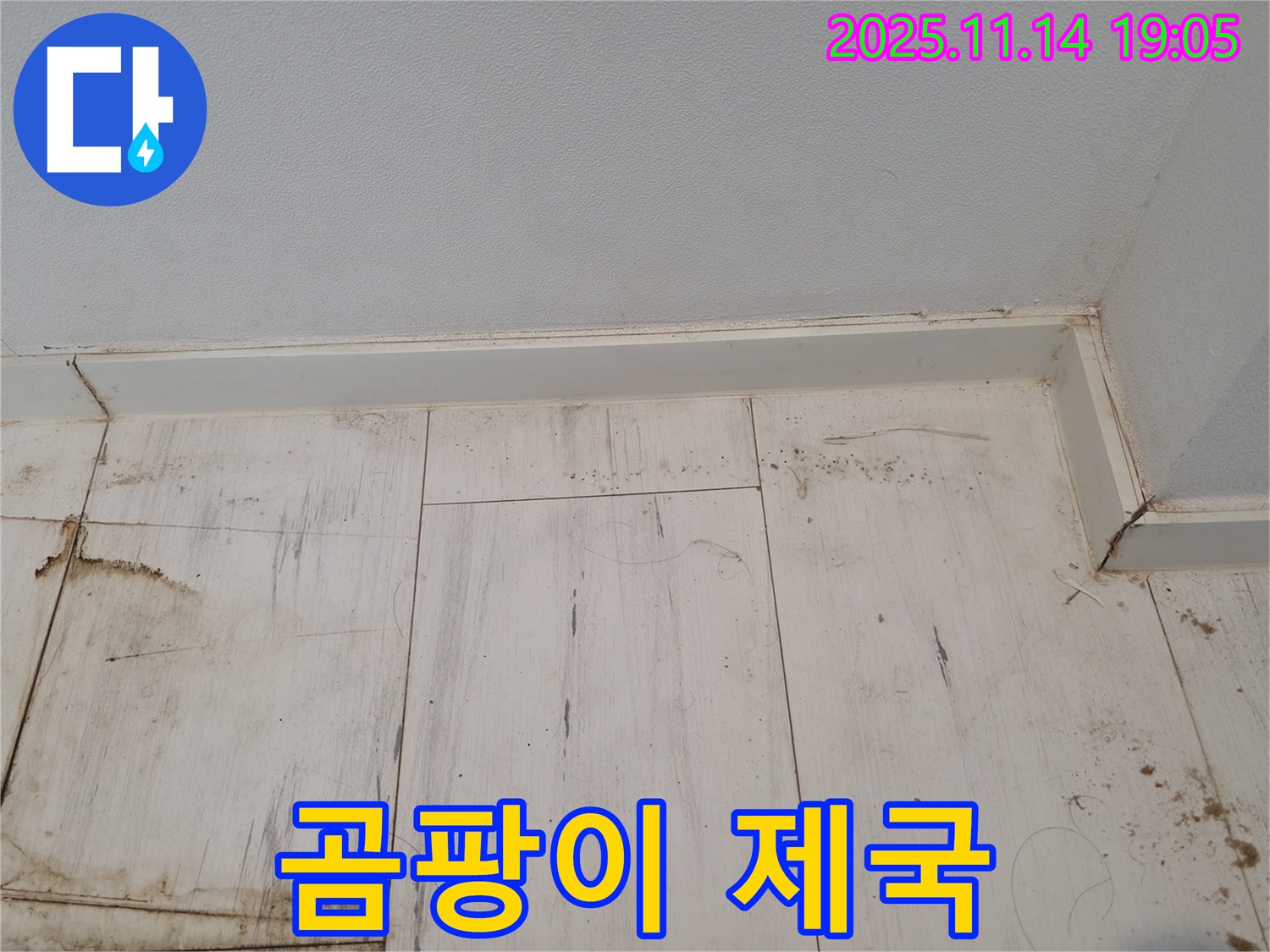 신림동 누수 - 젖은 장판, 곰팡이의 검은 제국!