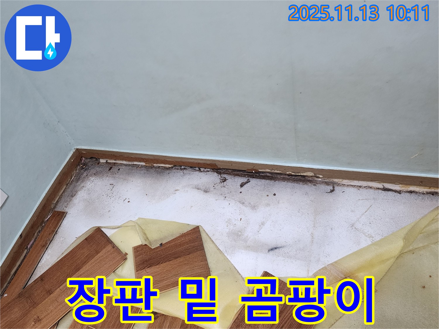 포천 누수 - 장판 밑 곰팡이의 심각성