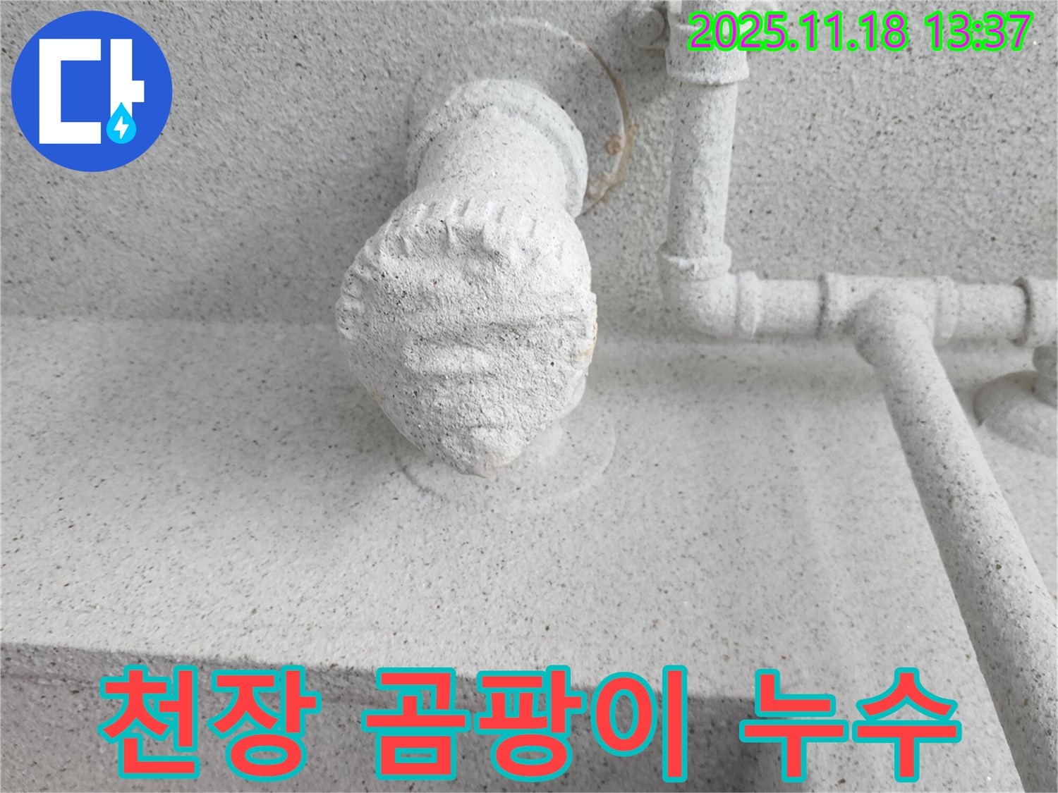 천장 곰팡이 누수 - 곰팡이 제거와 누수 해결