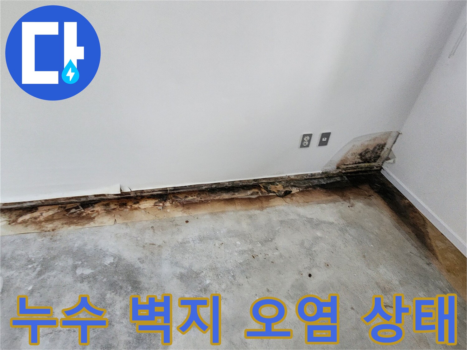 내촌면 현장-벽지 하단 곰팡이 및 변색 부위 촬영
