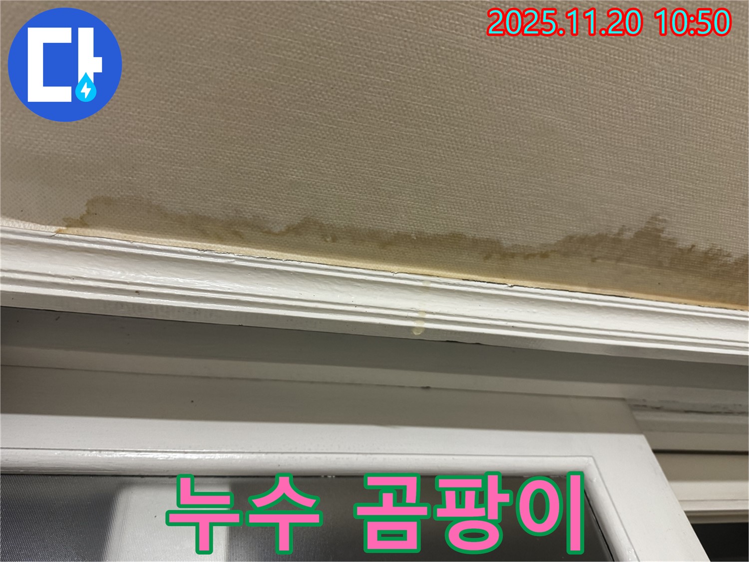 곰팡이 발생 - 건강 위협 - 곰팡이 제거