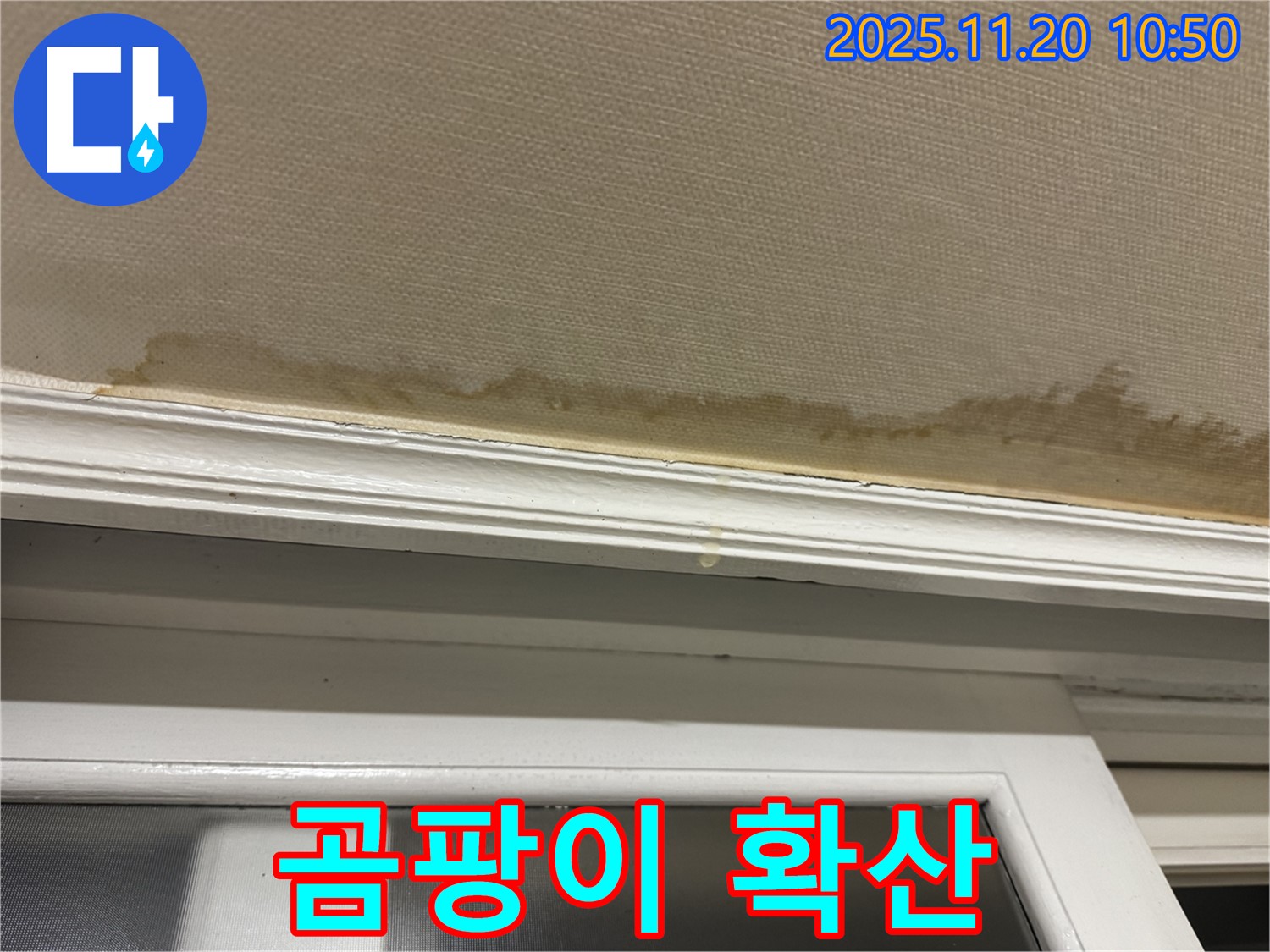 곰팡이 확산 - 건강 위협 - 곰팡이 제거