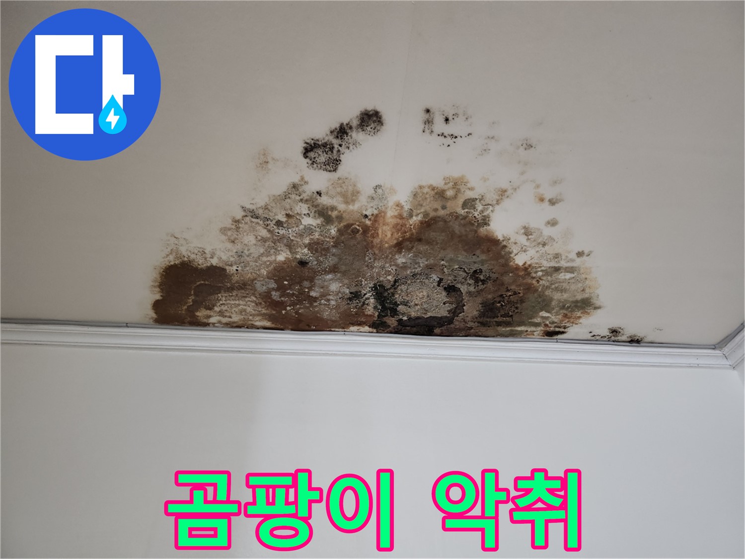 마포 누수 - 곰팡이 악취