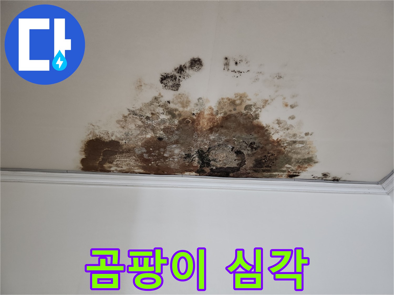 마포 누수 - 천장에 핀 심각한 곰팡이