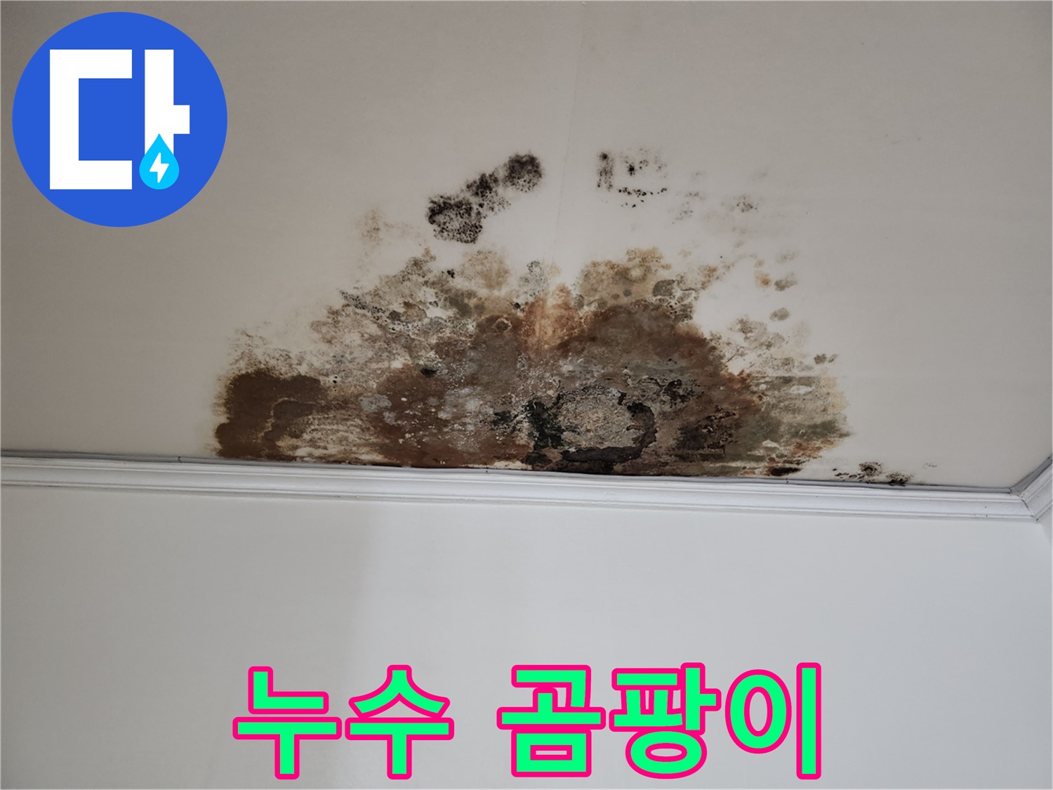 마포구 용강동 누수 - 곰팡이 핀 천장