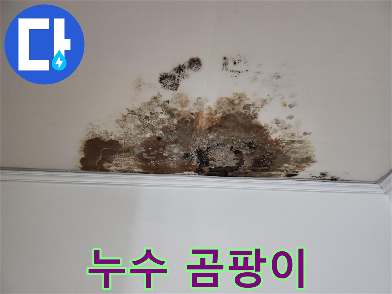 마포구 용강동 누수 - 곰팡이 핀 천장
