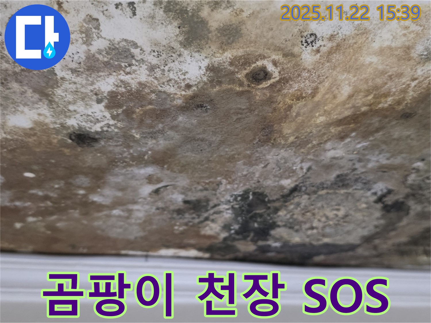 마포구 현대홈타운 - 곰팡이 천장, 긴급 SOS!