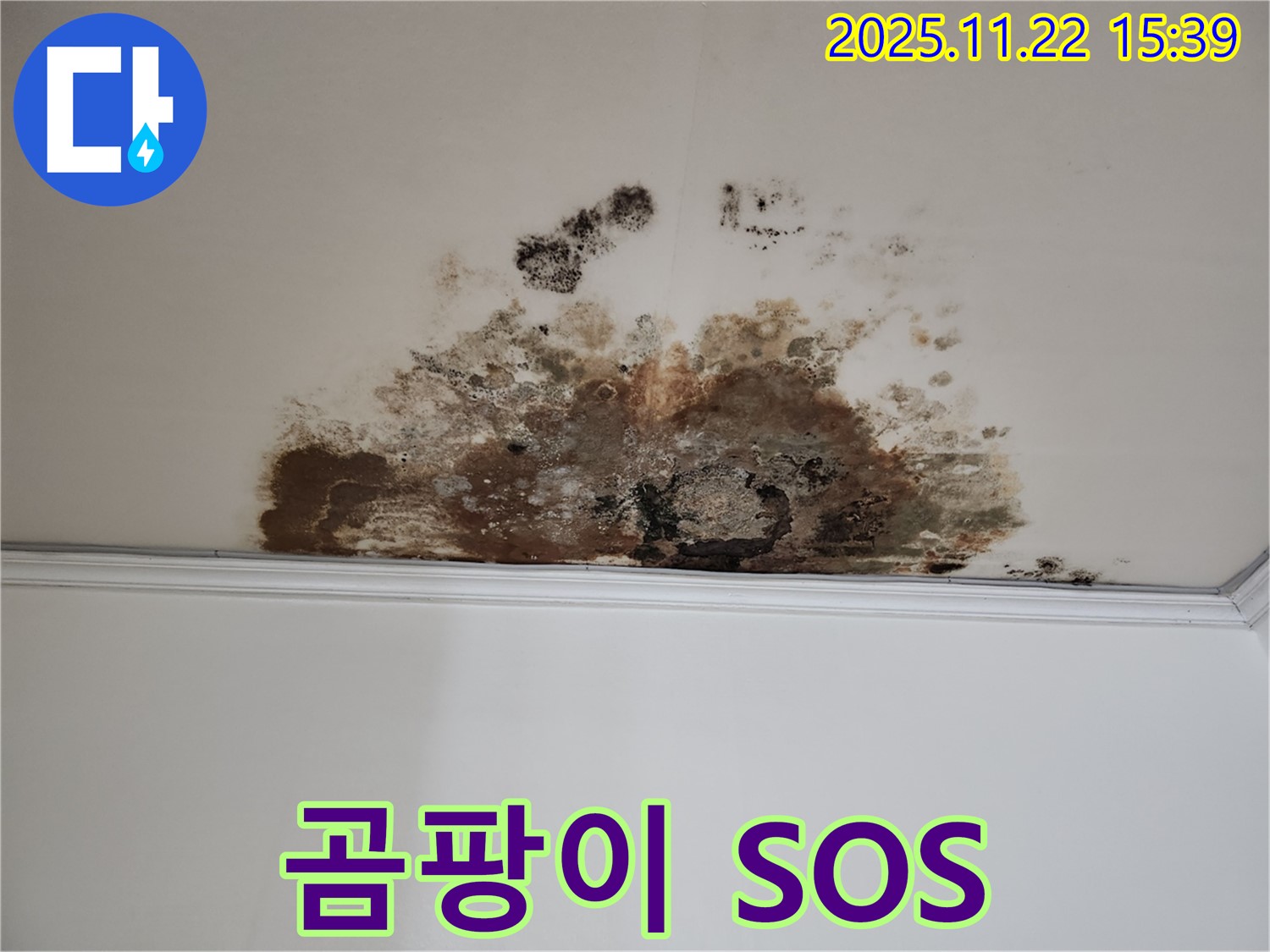새창로8길 천장 - 곰팡이 SOS, 누수 전문가 긴급 해결