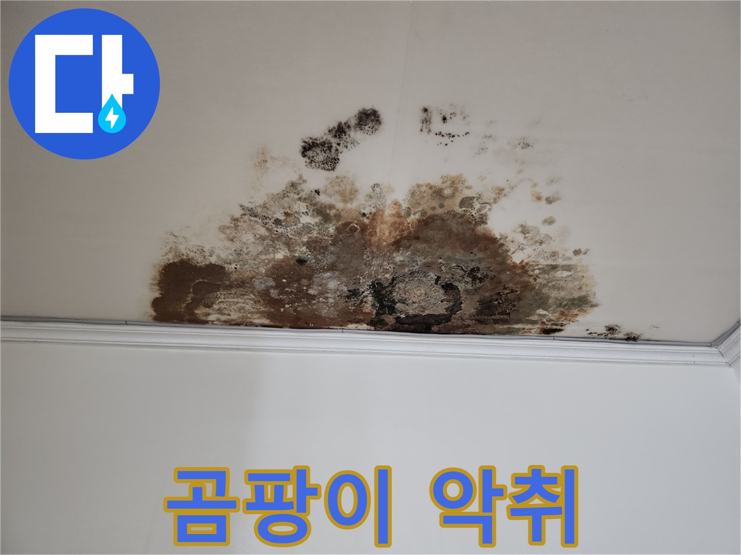 용강동 누수 - 곰팡이 악취
