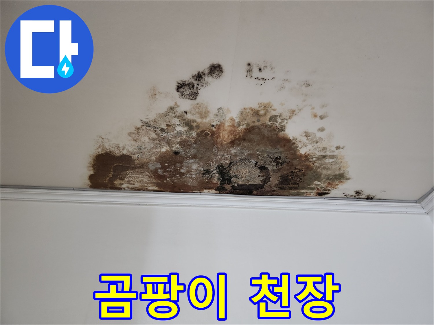 용강동 누수 - 곰팡이로 뒤덮인 천장