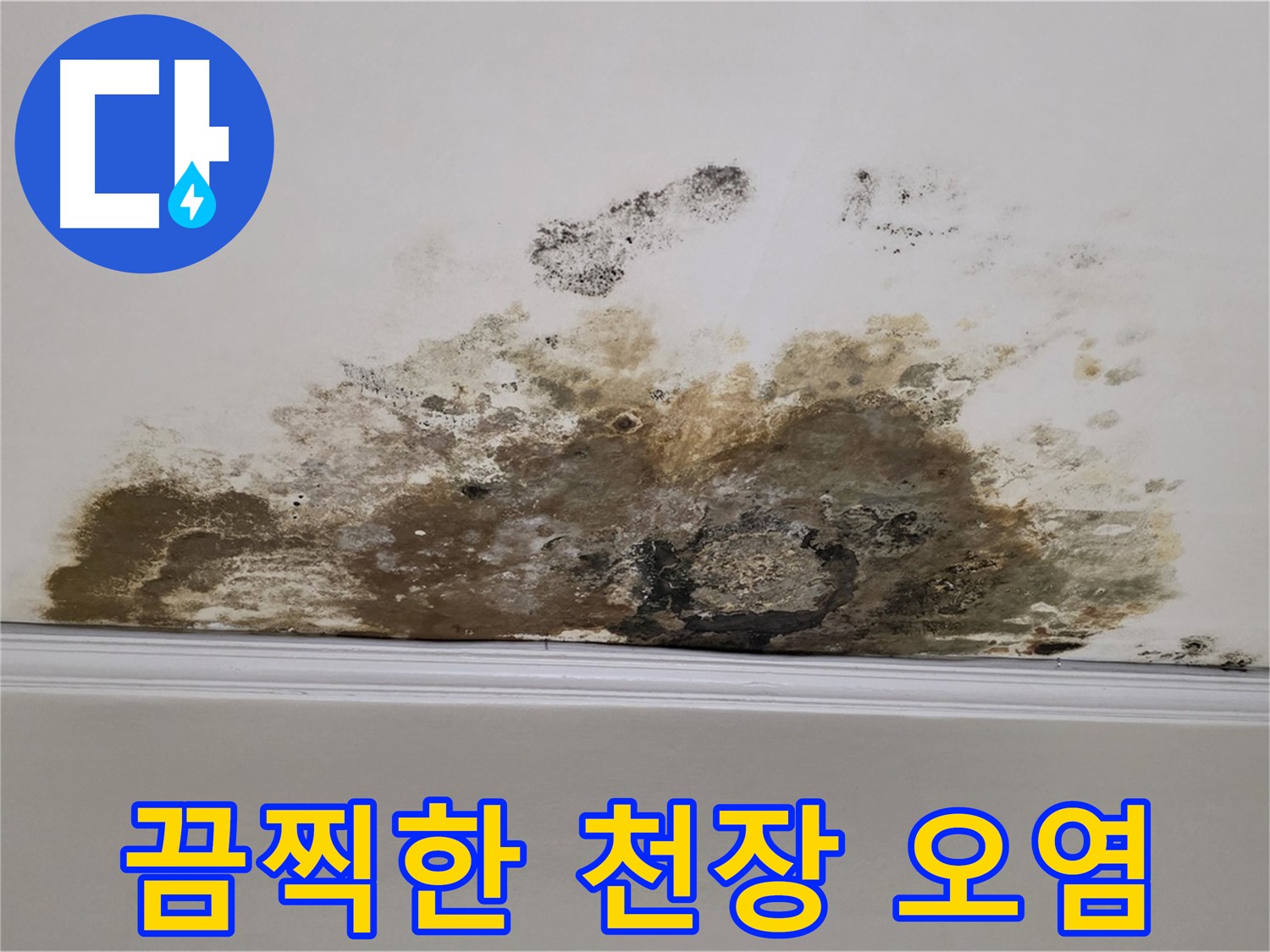 용강동 현대홈타운 아파트 누수 - 곰팡이 제거 전 끔찍한 천장 오염 상태 꼼꼼 점검 및 상세 공개