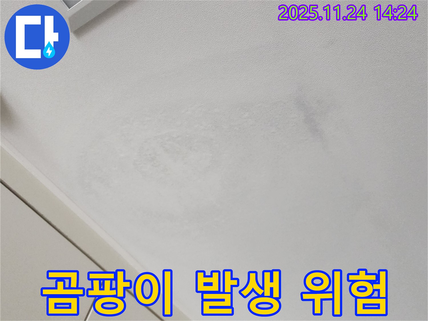 곰팡이 위험 - 건강 위협