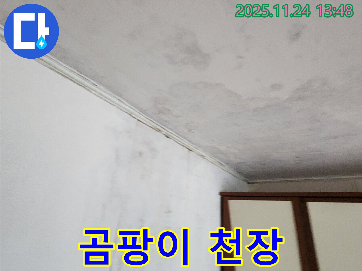 곰팡이 핀 천장 - 건강 위협 - 누수 해결 필수