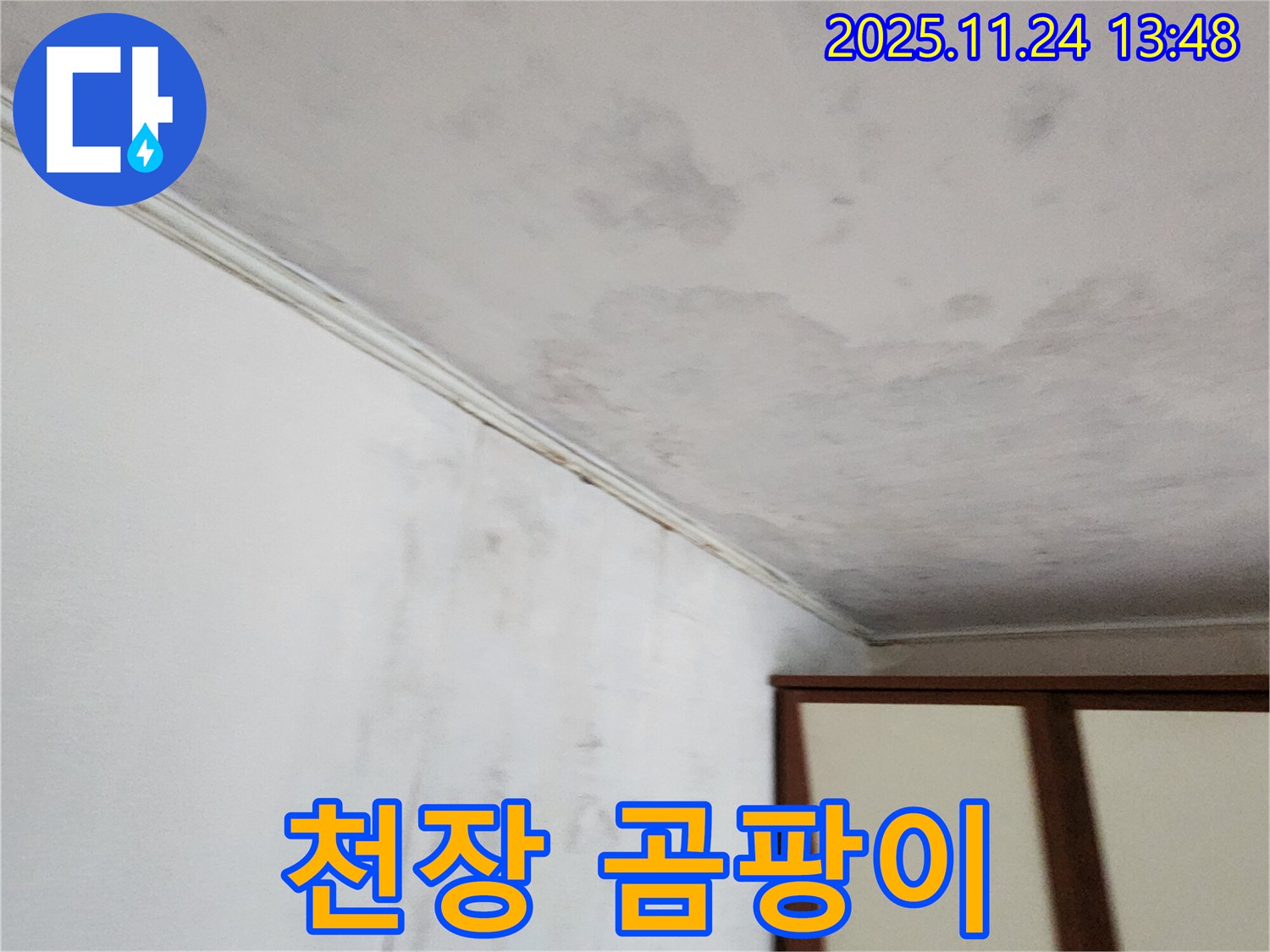 천장 얼룩과 곰팡이 - 건강 위협 - 즉시 해결