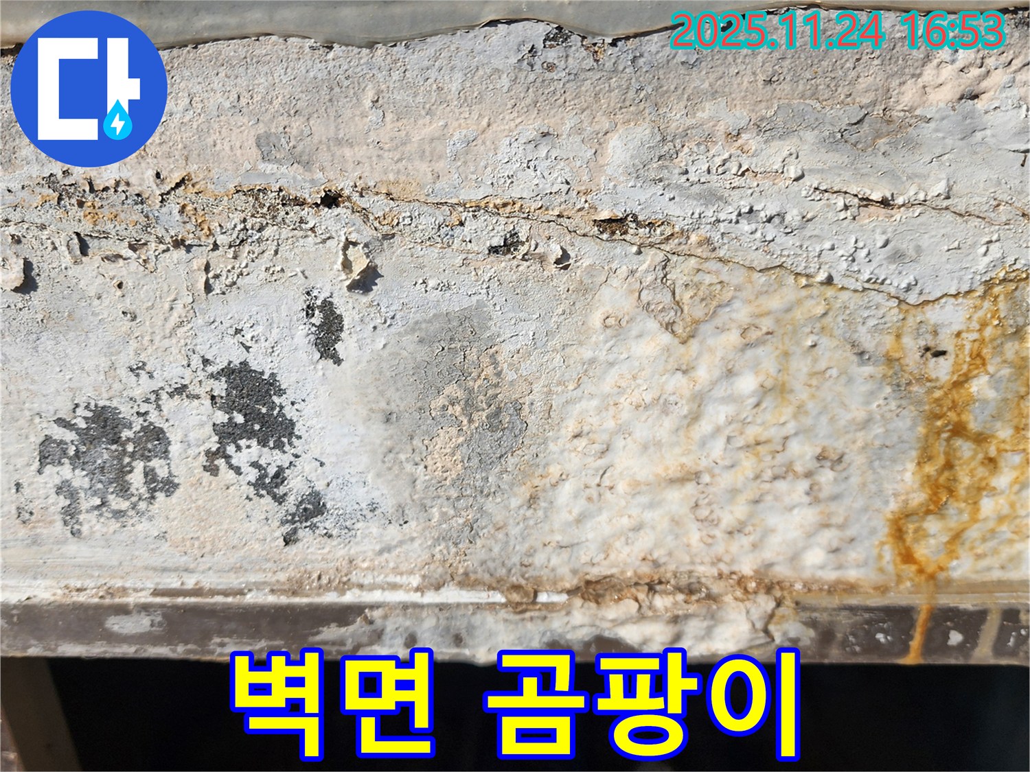 벽면 곰팡이 - 곰팡이와 습기 - 건강 위협