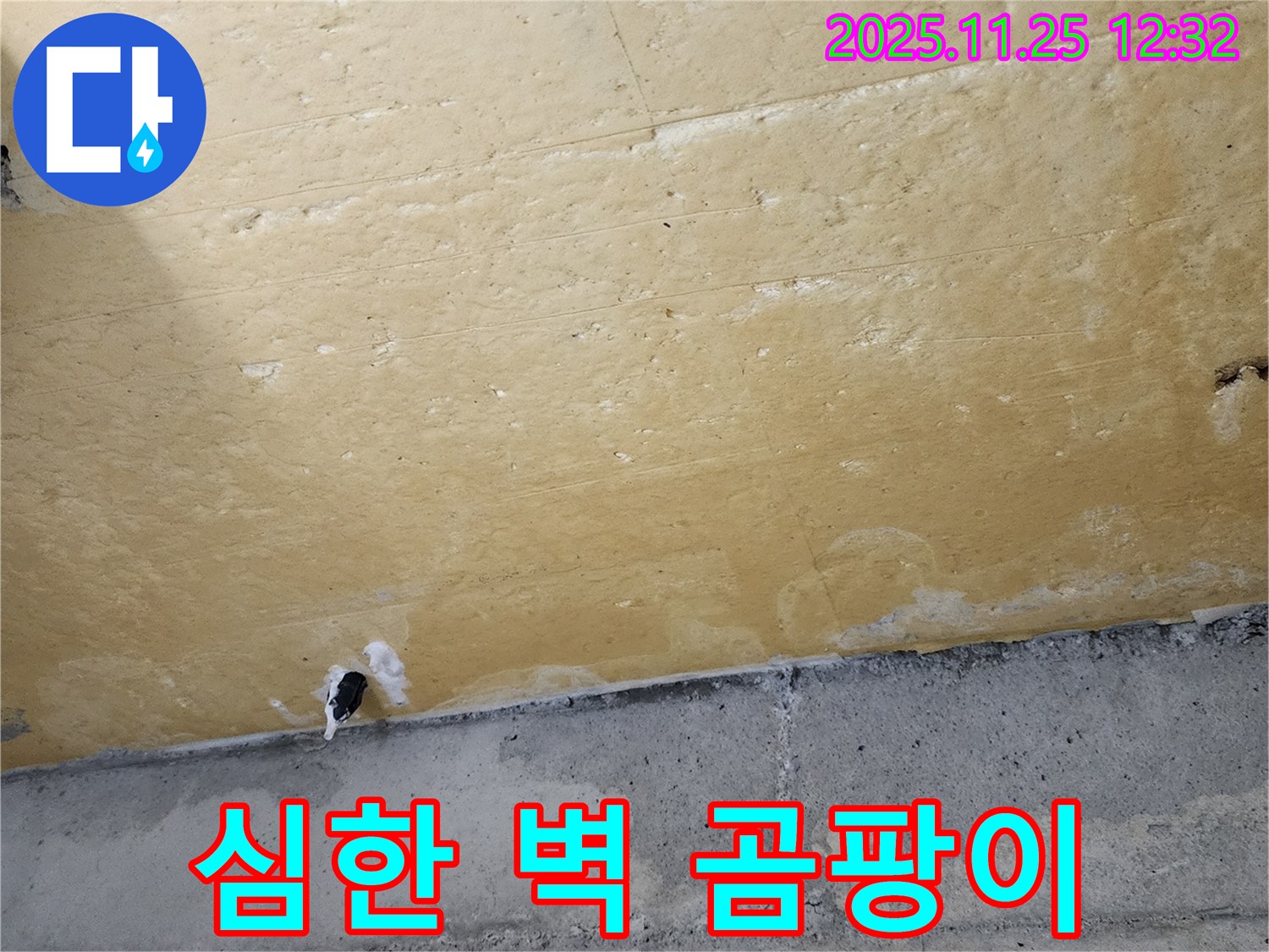 심한 벽 곰팡이 - 누수 - 건강 위협 - 곰팡이 제거