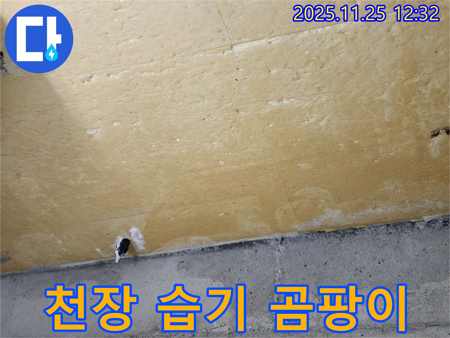 천장 습기 - 곰팡이 - 건강 위협