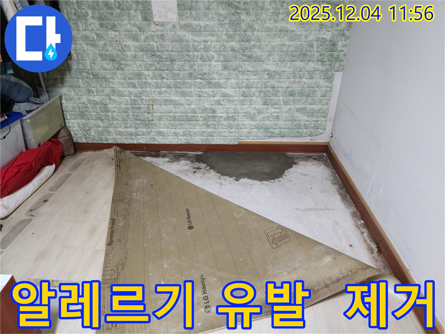 포천 누수 - 썩은 장판 곰팡이 알레르기 유발 긴급 제거