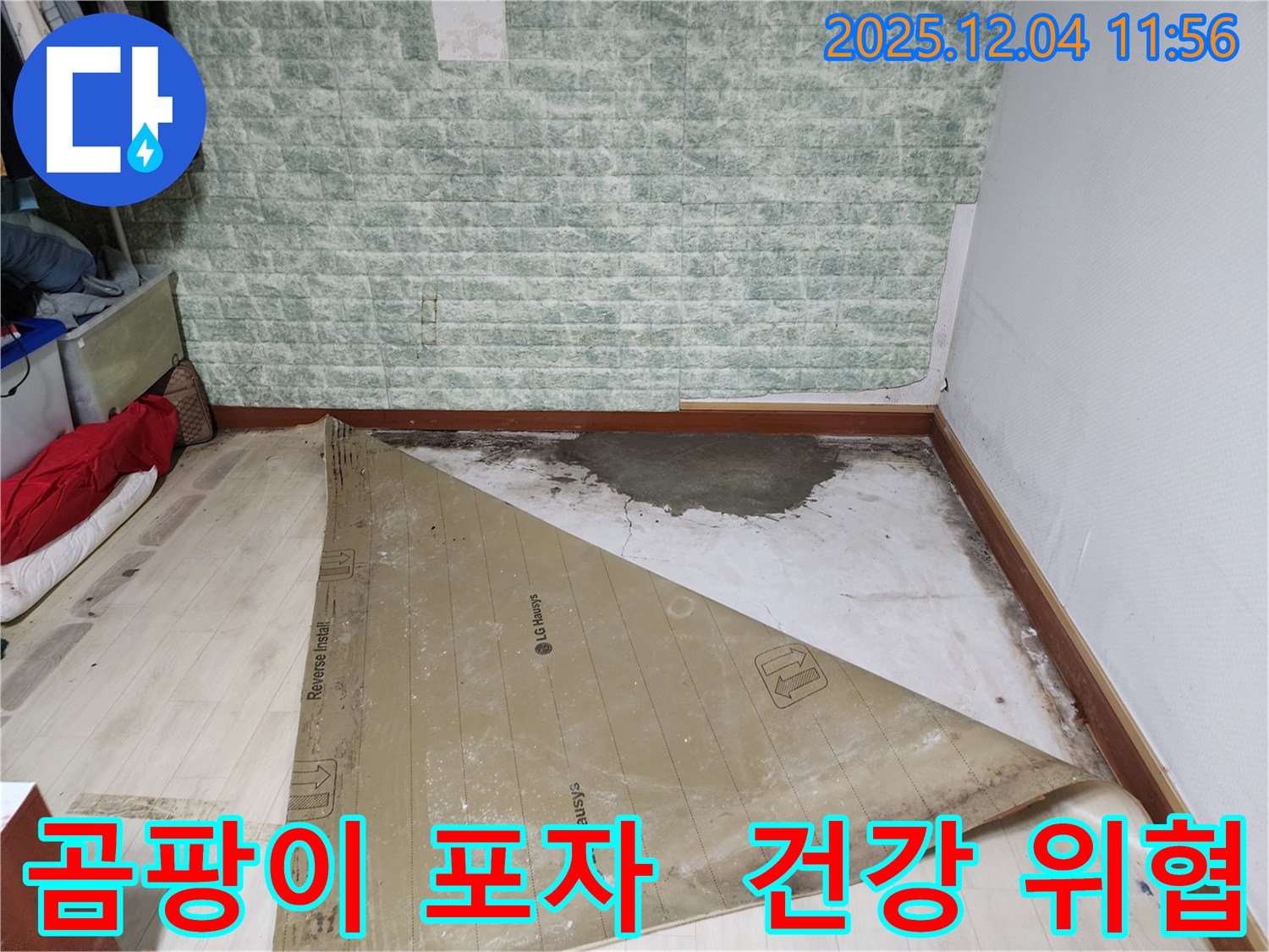 포천시 일동면 누수 - 썩은 장판 곰팡이 포자 건강 위협