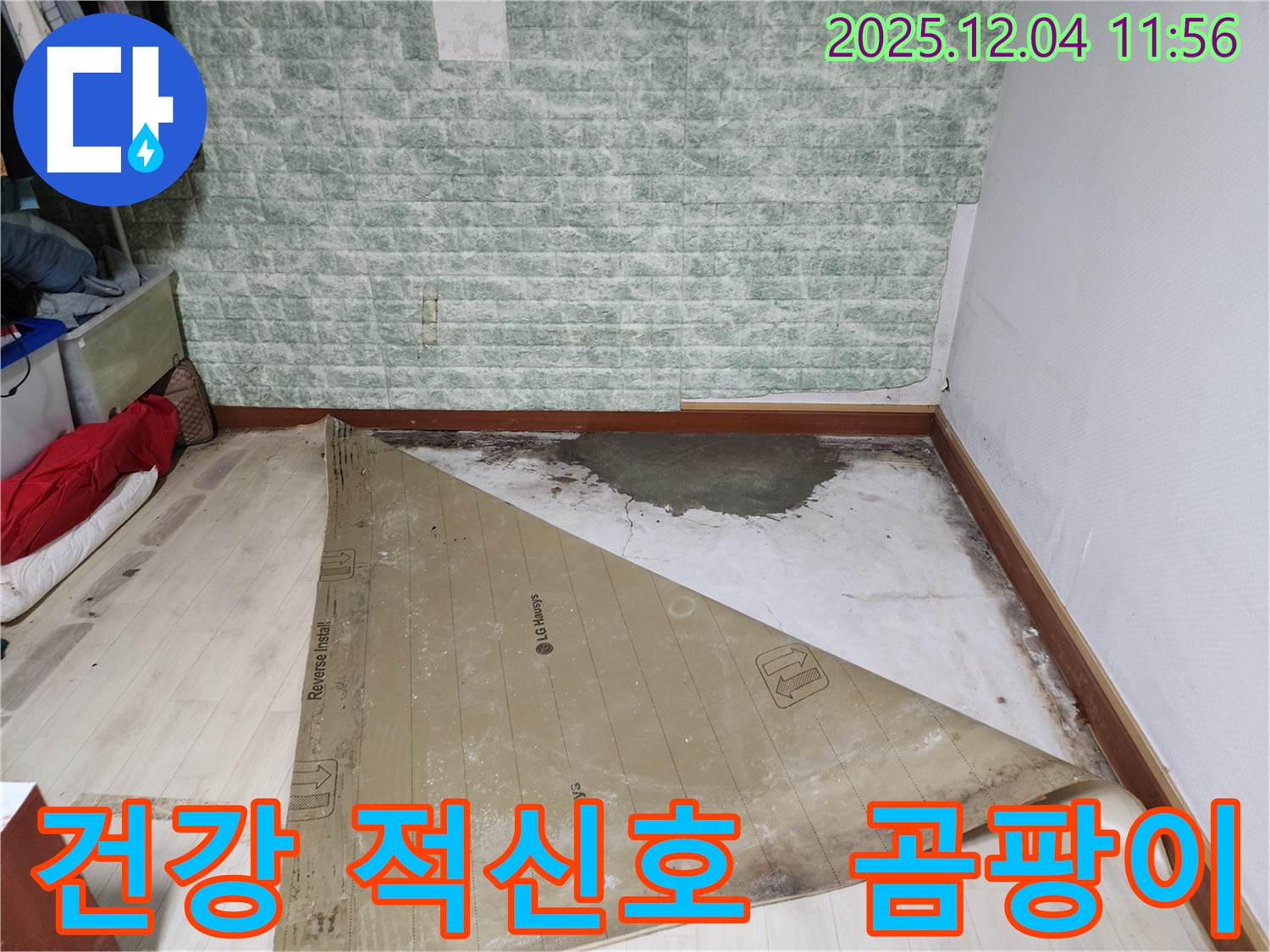 포천시 일동면 누수 - 썩은 장판 곰팡이 포자 건강 적신호