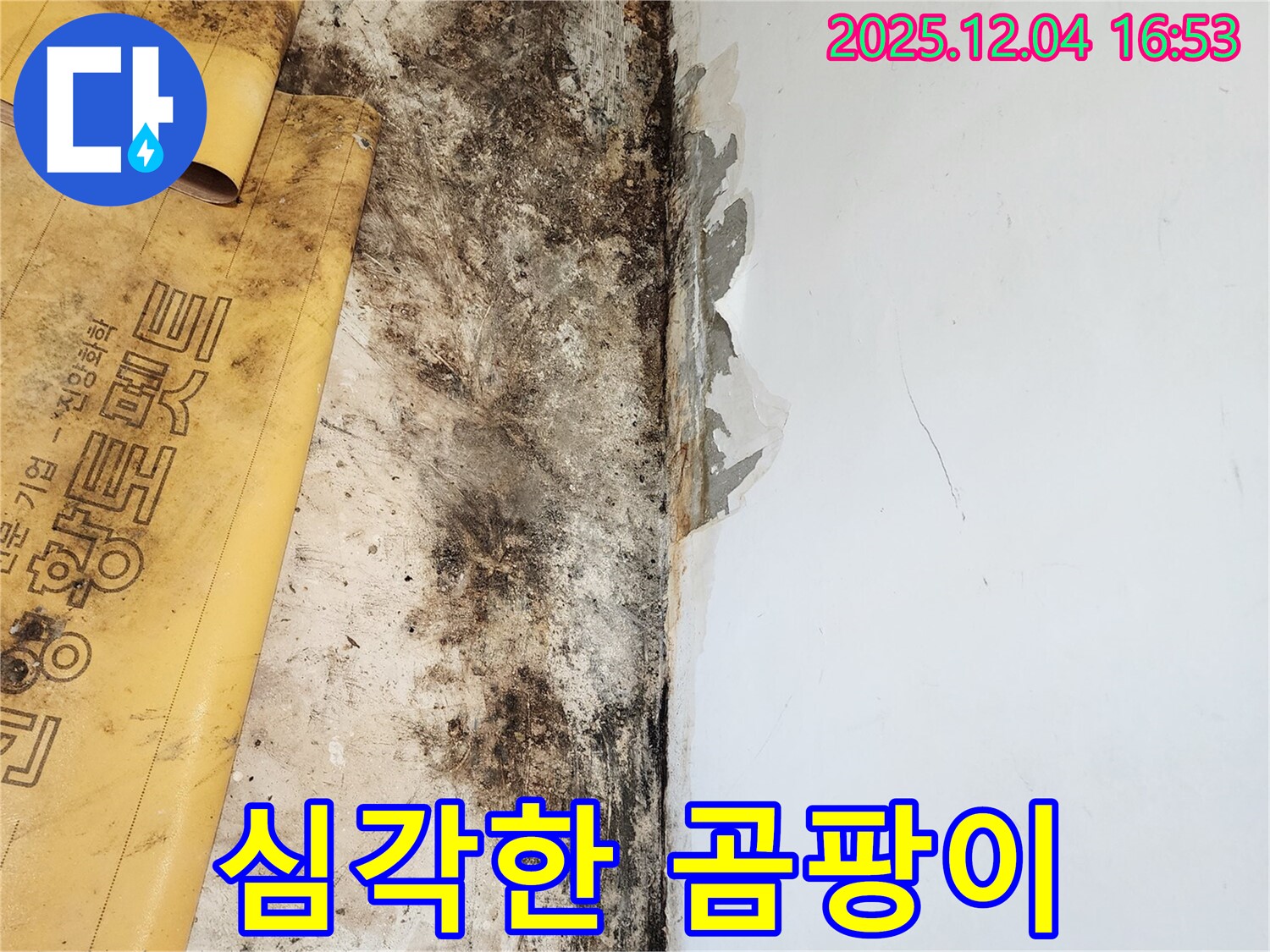 심각한 곰팡이와 벽지 문제 - 친절한 상담과 합리적인 견적 제공