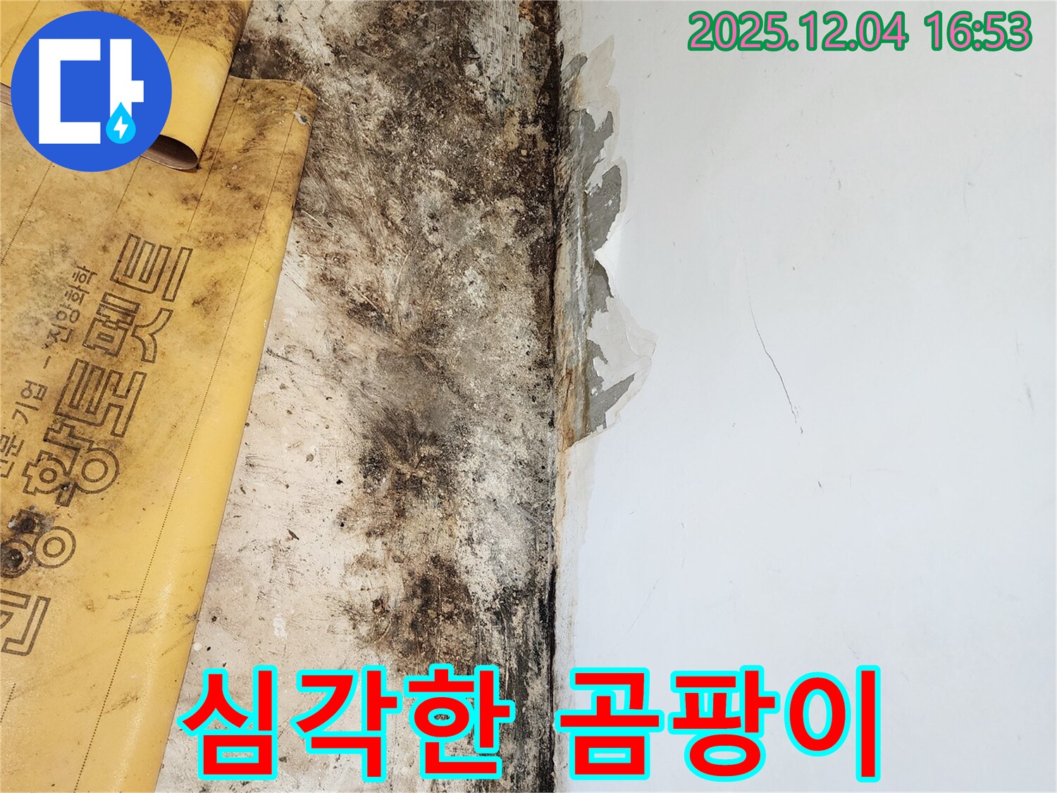 심각한 곰팡이와 석고보드 문제 - 친절한 상담과 합리적인 견적 제공