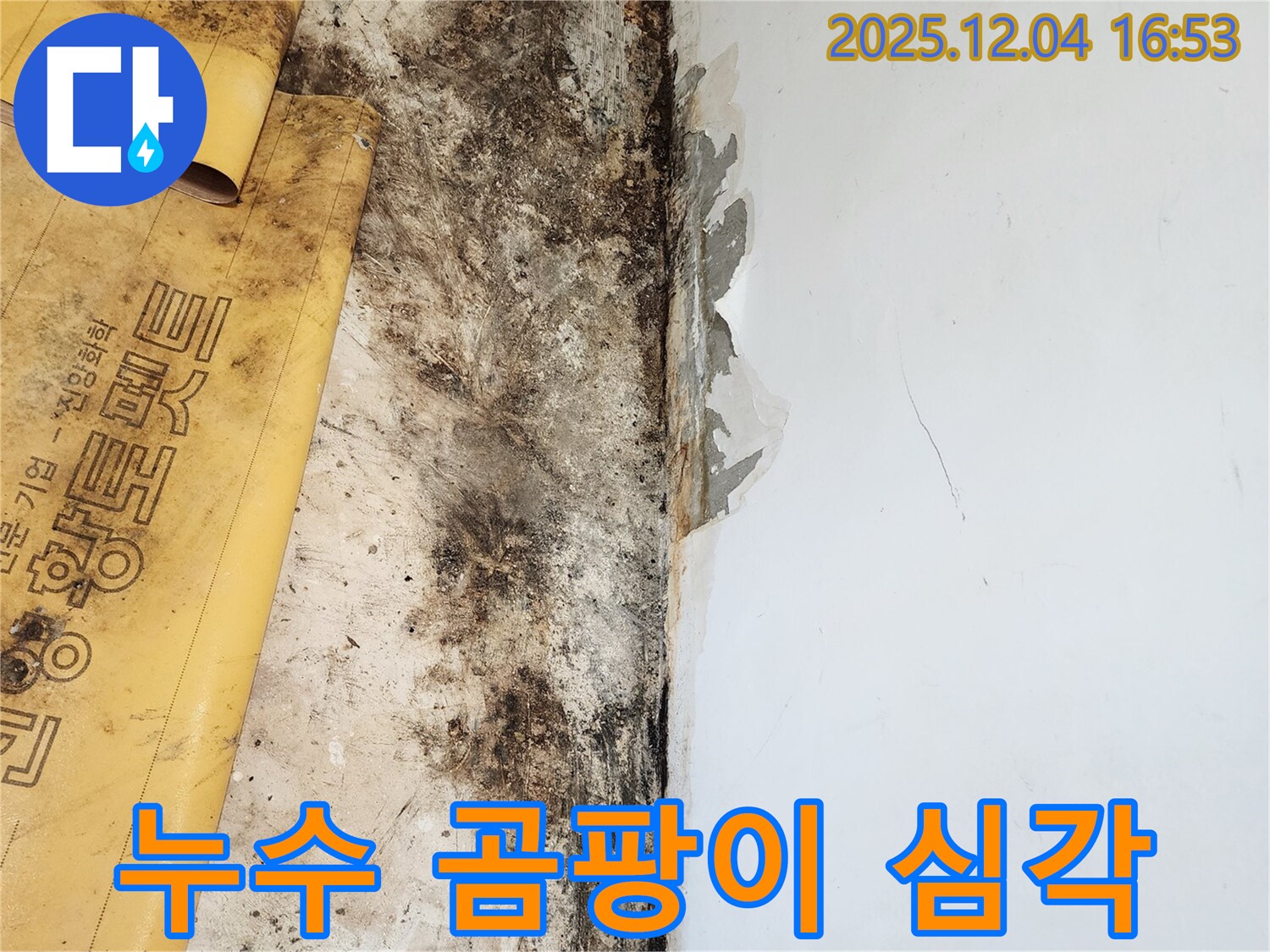심각한 천장 누수 - 곰팡이 번식으로 인한 실내 환경 오염