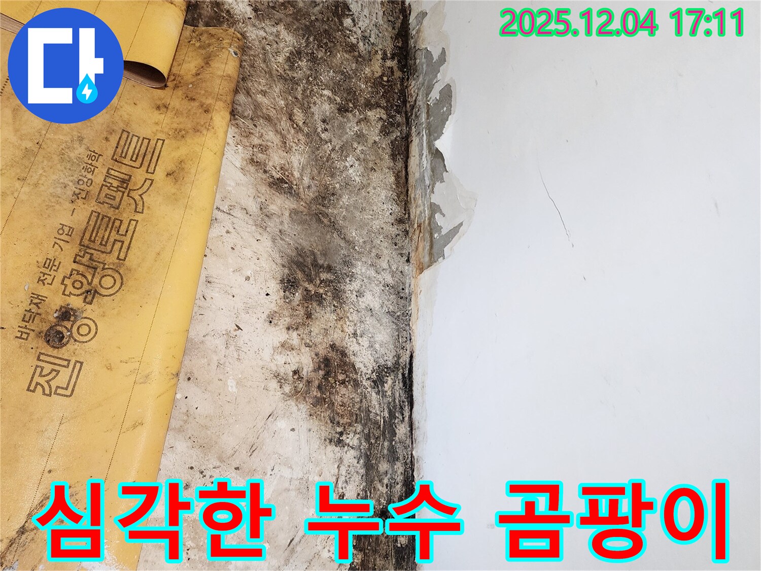포천시 일동면 누수 현장 - 곰팡이로 오염된 벽면