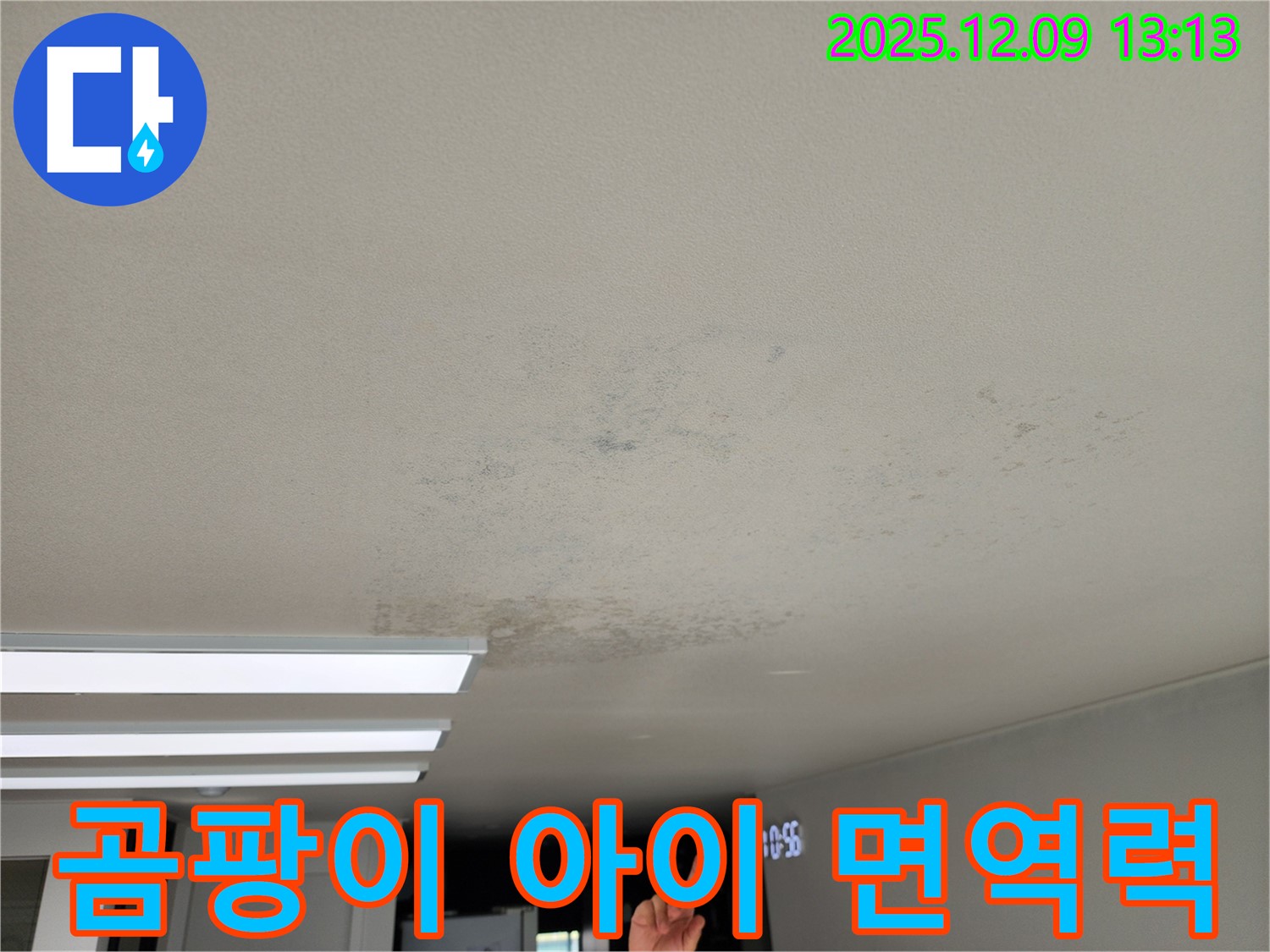 경기도 포천시 영중면 성동리 - 곰팡이, 면역력 약한 아이에게 치명적