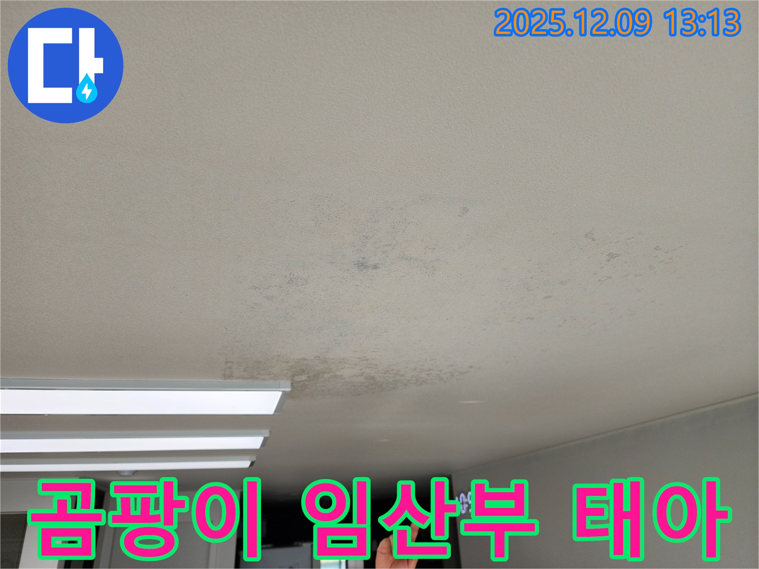 경기도 포천시 영중면 성동리 - 곰팡이, 임산부와 태아에게 치명적인 천장 누수