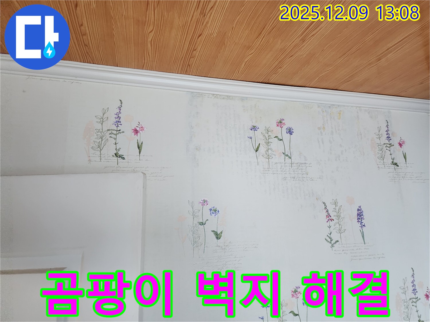 곰팡이 벽지 - 문제 해결 - 전문
