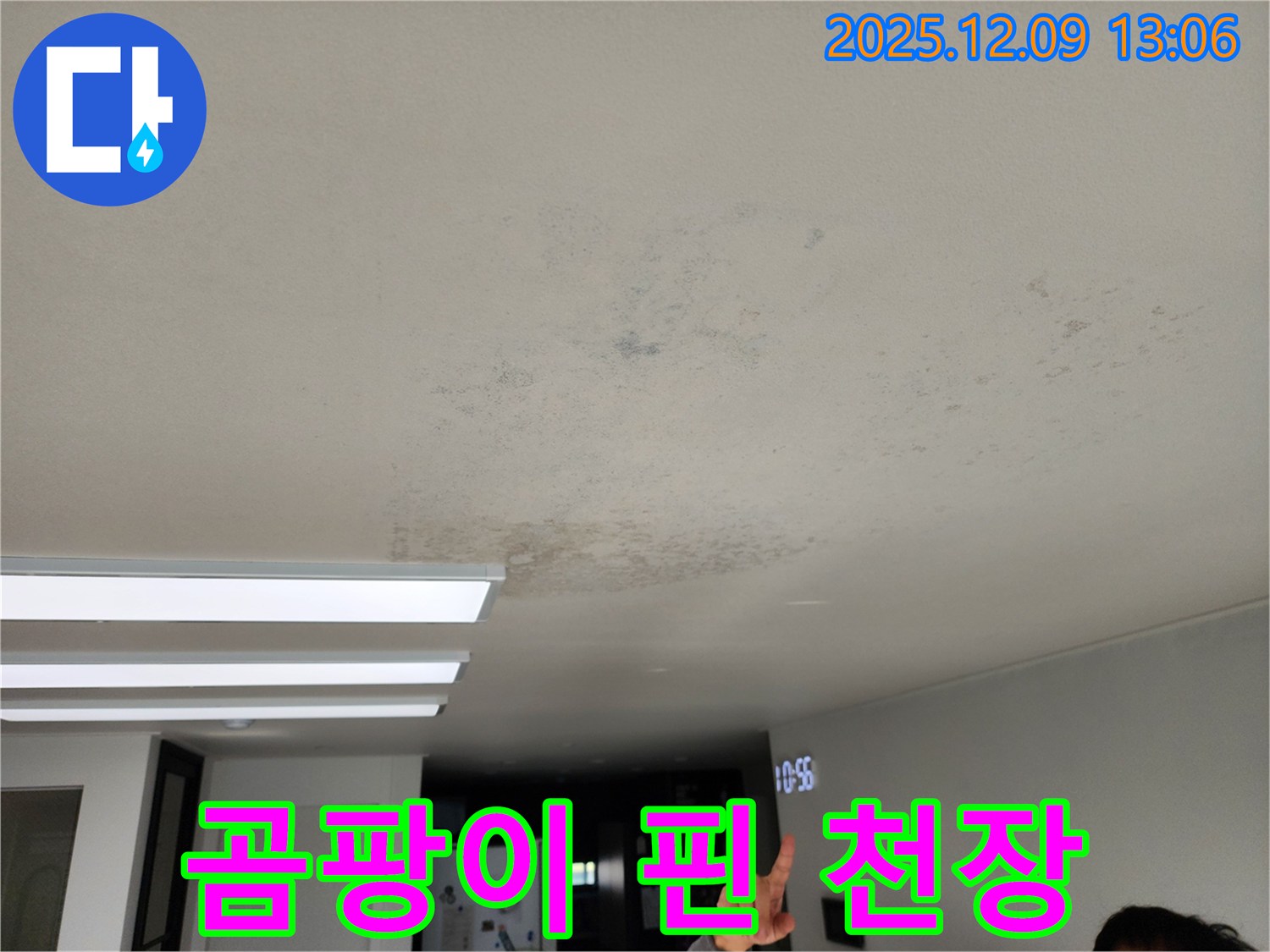 곰팡이 핀 천장 - 포천시 영중면 누수 현장에서 곰팡이가 심하게 핀 천장을 보여줍니다.